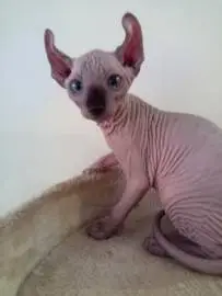 Selling kittens Canadian Sphynx healthy boys, Animals, Bat Yam