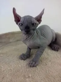 Selling kittens Canadian Sphynx healthy boys, Animals, Bat Yam