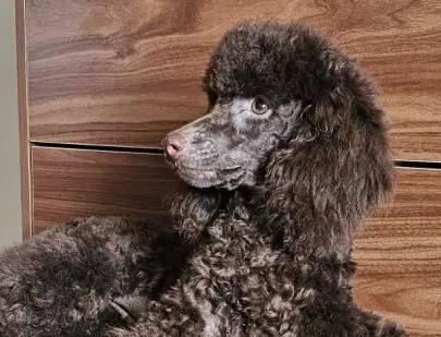 Poodle puppy (daddy-Toy, mommy-Nanasi) is looking for a new home, Animals