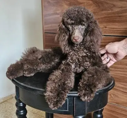 Poodle puppy (daddy-Toy, mommy-Nanasi) is looking for a new home, Animals