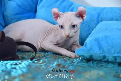 Котята Elf, Животные, Хайфа