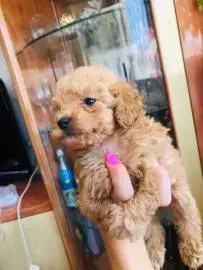 Toy poodle and mini yrkshire terrier puppies for sale, Animals, Sale of dogs