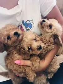 Toy poodle and mini yrkshire terrier puppies for sale, Animals, Sale of dogs