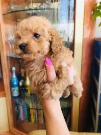 Toy poodle and mini yrkshire terrier puppies for sale, Animals, Sale of dogs