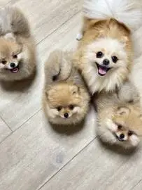 Pomeranian Spitz babies, vaccinated, accustomed to a diaper and dry food, Animals, Yokne'am Illit