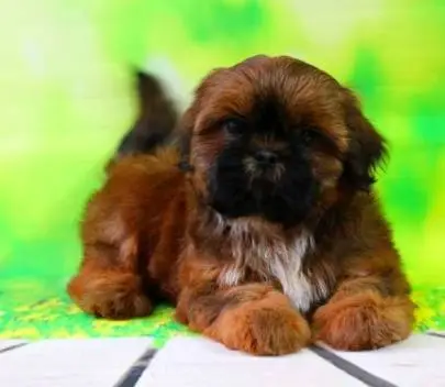 Charming shih tzu puppies from imported parents with a pedigree, looking for a warm home and caring moms and dads, Animals