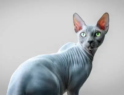 Looking for a Canadian Sphynx to mate with my beauty, Animals, Petah Tikva