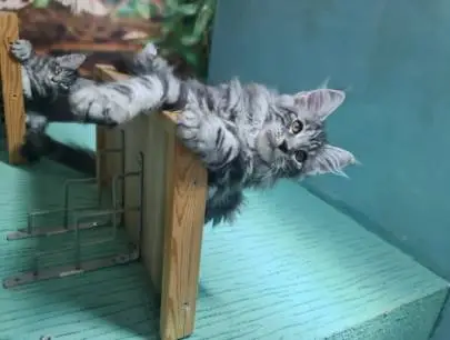 Maine Coon kittens! 3 months, Animals