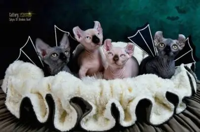 Kittens Sphynx, Elf, Bambino, DWELF, Animals, Haifa