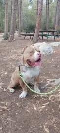 For sale one year old boy American Bully pocket type, Animals, Gedera