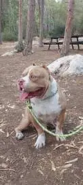 For sale one year old boy American Bully pocket type, Animals, Gedera