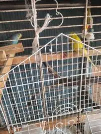 Budgerigars, Animals