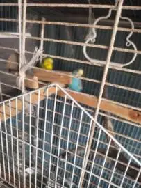 Very beautiful pair of budgies for sale, Animals