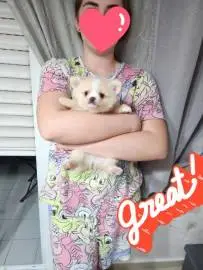 Pomchi puppy for sale, Animals