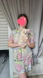 Pomchi puppy for sale, Animals