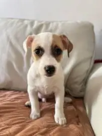 Charming boy Jack Russell, born 25, Animals