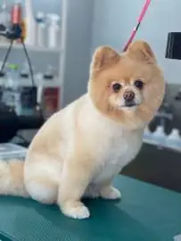 Dog beauty salon 