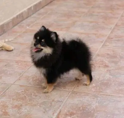 Pomeranian puppies for sale, Animals