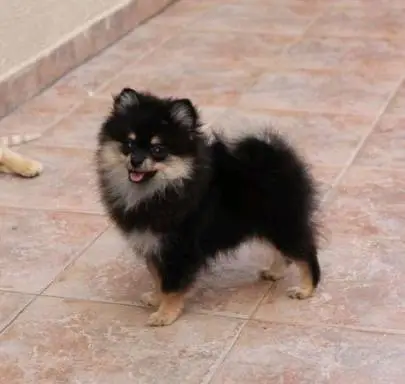 Pomeranian puppies for sale, Animals