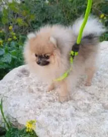 Mini Pomeranian girl 1 year and 5 months, Animals