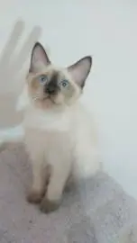 Urgent!!! Siamese kittens are looking for a warm home and caring owners, Animals