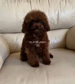 Toy poodle/Chinese 6 months, 3 vaccinations, weight 1.5 kg, girl and boy, Animals