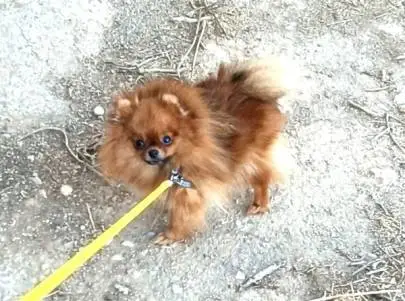 Adorable mini Pomeranian girl, Animals