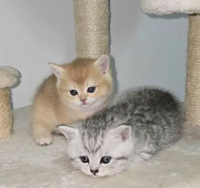 Scottish kittens for sale, located in the north of Israel, Animals