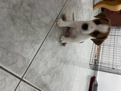 Jack Russell Terrier puppy for sale, Animals, Kiryat Yam