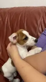 Jack Russell Terrier puppy for sale, Animals, Kiryat Yam