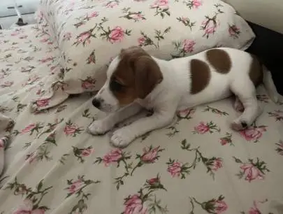 Jack Russell Terrier puppy for sale, Animals, Kiryat Yam