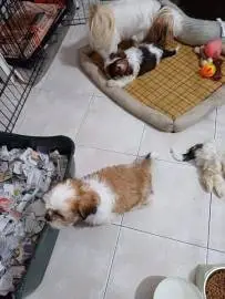 Shih Tzu puppies for sale 3 boys and one girl, Animals, Tel Aviv