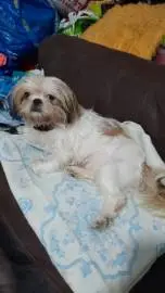 Shih Tzu puppies for sale 3 boys and one girl, Animals, Tel Aviv