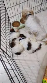 Shih Tzu puppies for sale 3 boys and one girl, Animals, Tel Aviv