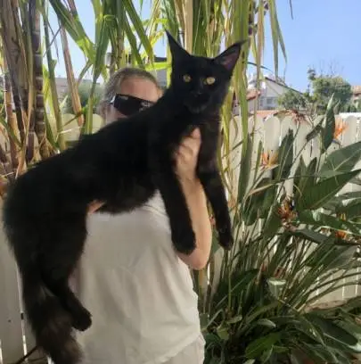 Maine Coon girl, black smoke, 5 months old, pedigree, dad is world champion (winner of exhibitions in Latvia, Belarus, Israel, Russia) very large, 12.5 kg, mom is large 8.5 kg, Animals, Acre