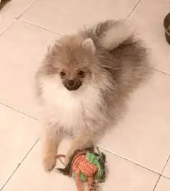 Pomeranian boy, Animals