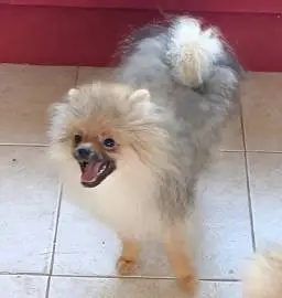 Pomeranian boy, Animals