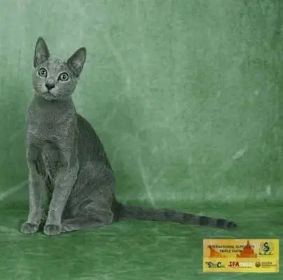 While a boy of the Russian blue breed, rare in our country, is still available, on November 2 we will participate in an exhibition in the city of Petah Tikva, Animals