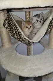 Scottish kittens for sale, located in the north of Israel, Animals