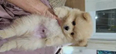 These cute Pomeranians are looking for a new family!, Animals, Sale of dogs, Acre