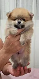 These cute Pomeranians are looking for a new family!, Animals, Sale of dogs, Acre