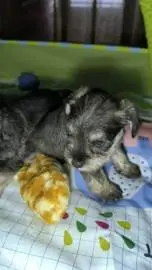 Miniature Schnauzer puppies (Zwergschnauzer) with FCI/IKC pedigree, born 04, Animals