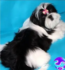 Charming shih tzu puppies from imported parents with a pedigree, looking for a warm home and caring moms and dads, Animals