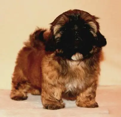 Charming shih tzu puppies from imported parents with a pedigree, looking for a warm home and caring moms and dads, Animals