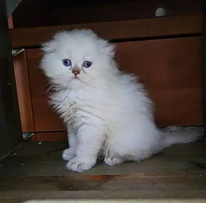 Scottish longhair kittens highland fold, blue eyes, Animals, Kiryat Yam