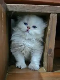 Scottish longhair kittens highland fold, blue eyes, Animals, Kiryat Yam