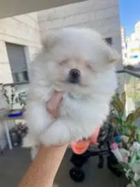 Pomeranian bear cubs, short nose, miniatures - gorgeous fur, we are two months old - We want to get into good hands ❤️, Animals, Hadera