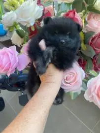 Pomeranian bear cubs, short nose, miniatures - gorgeous fur, we are two months old - We want to get into good hands ❤️, Animals, Hadera