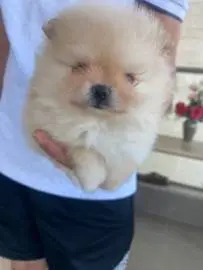 Pomeranian bear cubs, short nose, miniatures - gorgeous fur, we are two months old - We want to get into good hands ❤️, Animals, Hadera