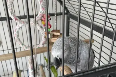 We have a pair of talking African grey parrots , Animals, Birds, Ramat David